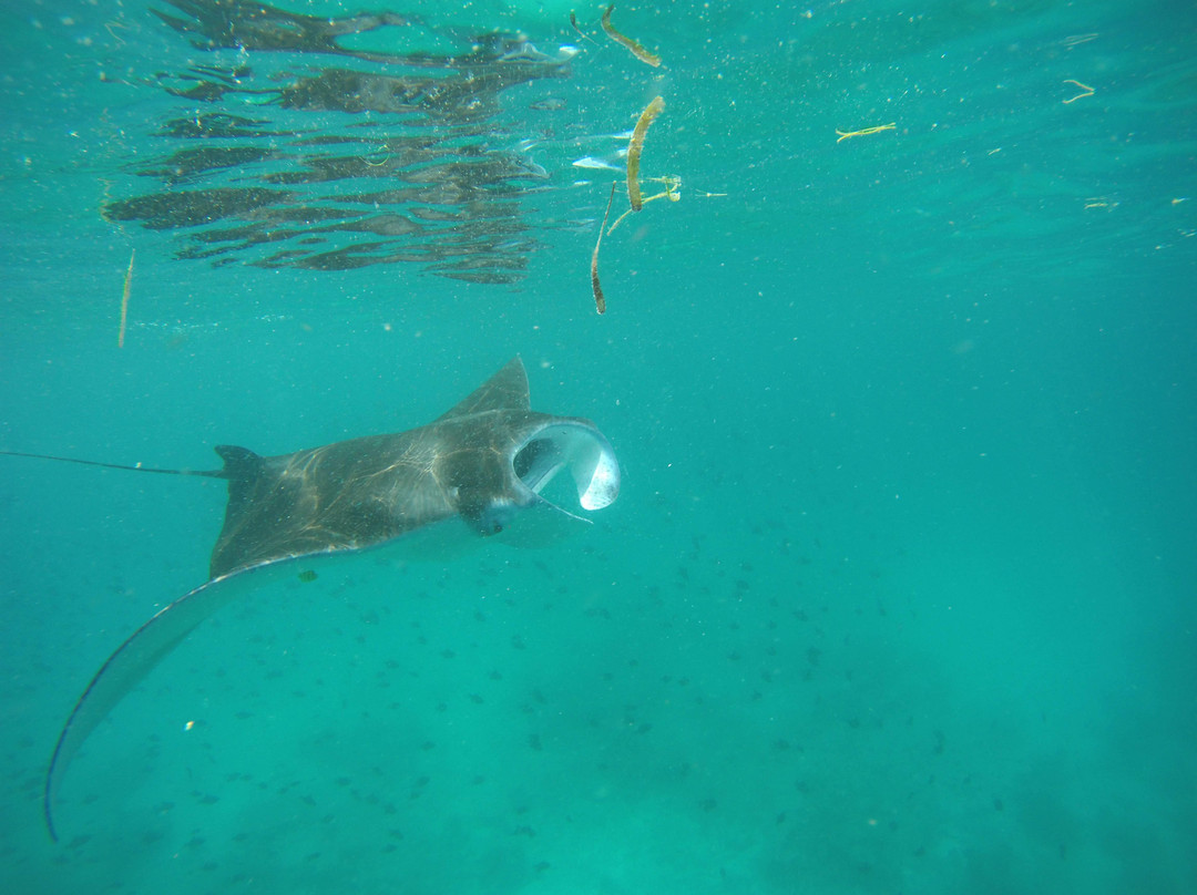 Sundive Lodge Maldives主图