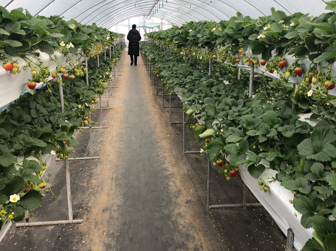 Yangsu-ri Strawberry Farm Experience-杨平郡必去景点