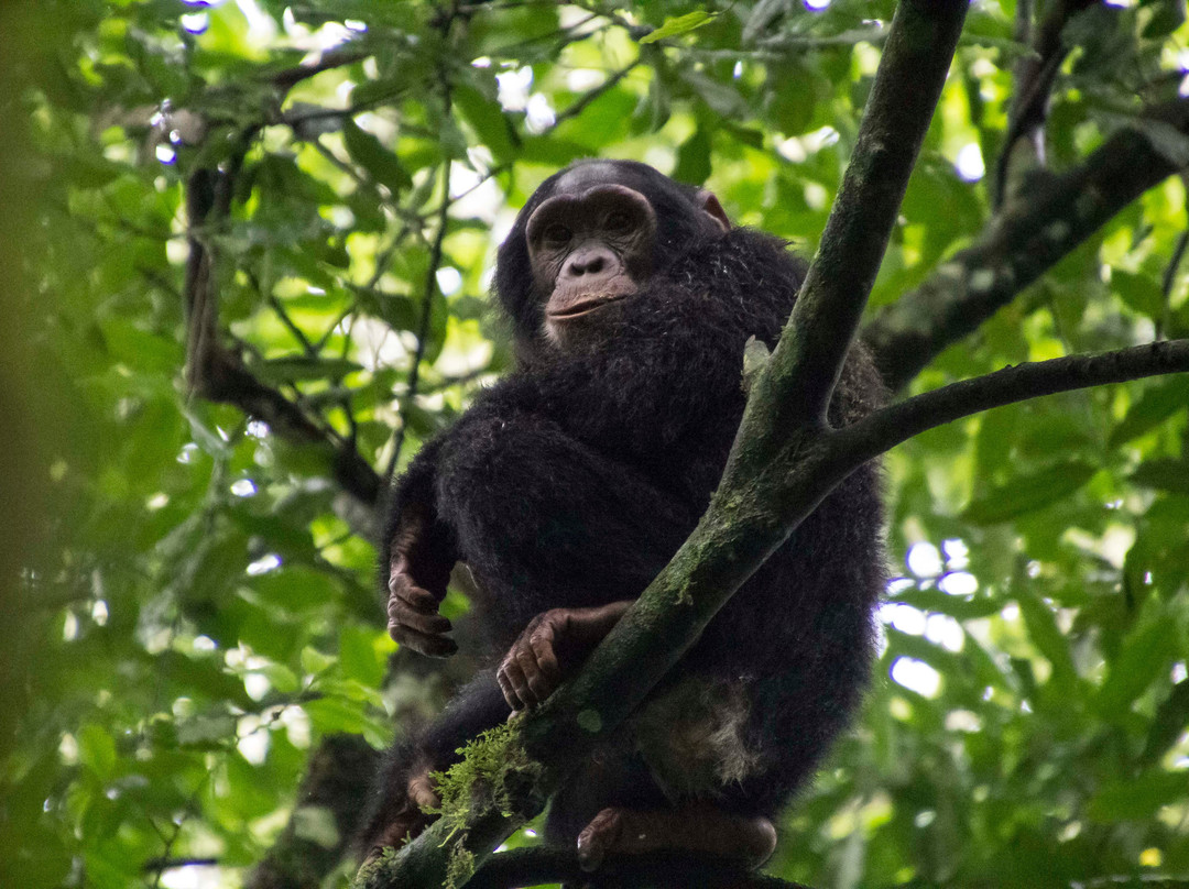 African Gorilla Expeditions景点图片