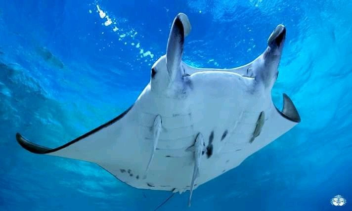 Raie Manta Diving Tikehau