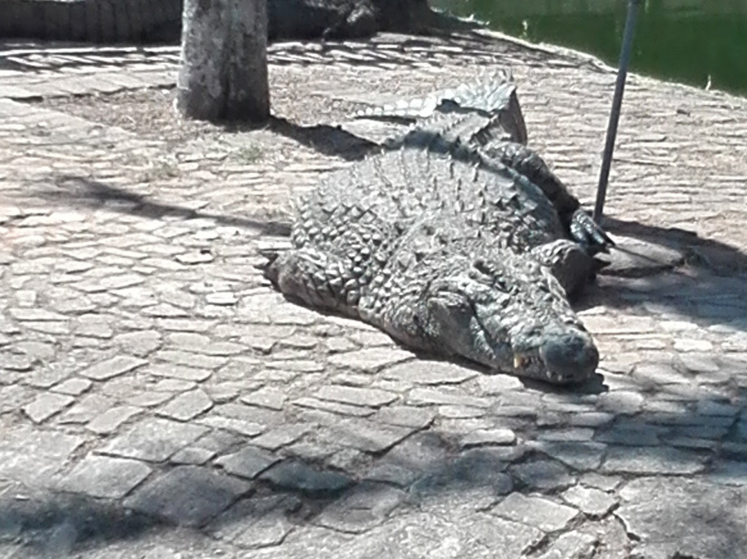Agatha Crocodile Ranch-参宁必去景点