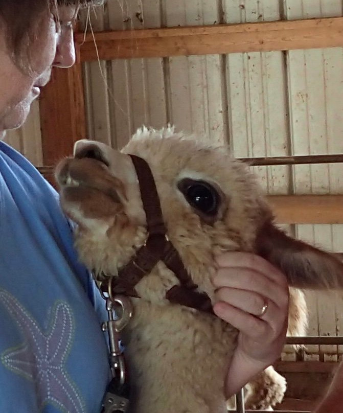 Last Penny Farm Alpacas景点图片