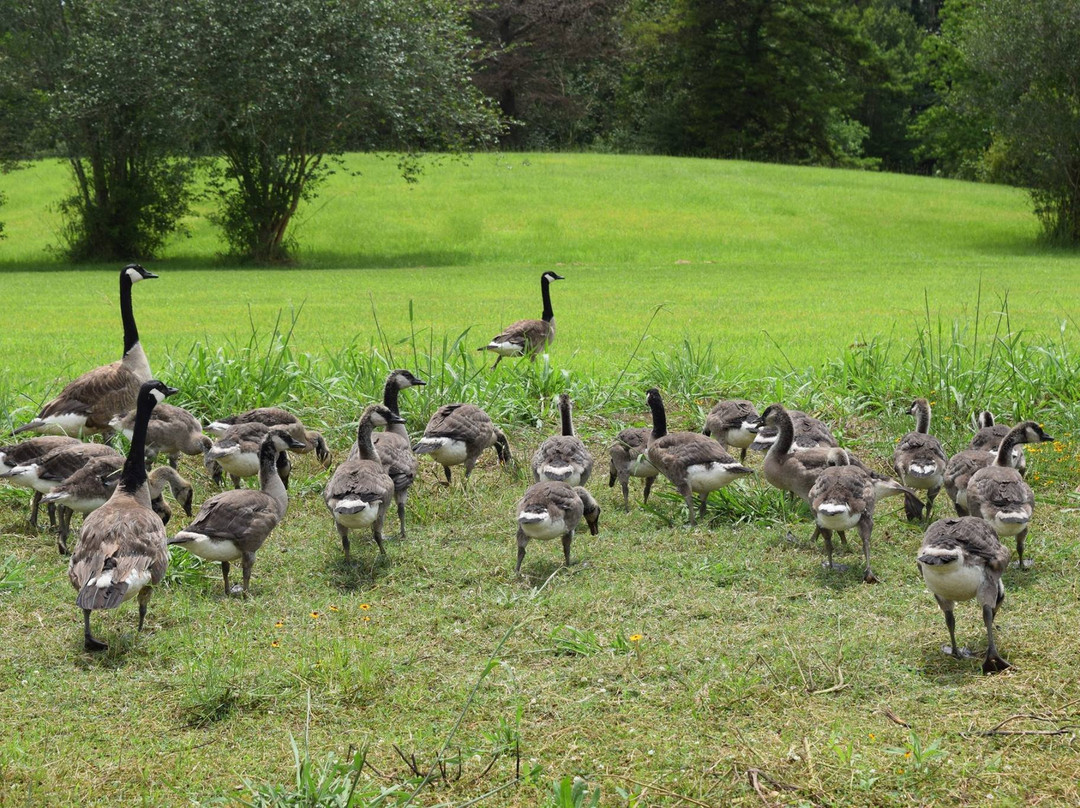 Burden Museum & Gardens-巴吞鲁日必去景点