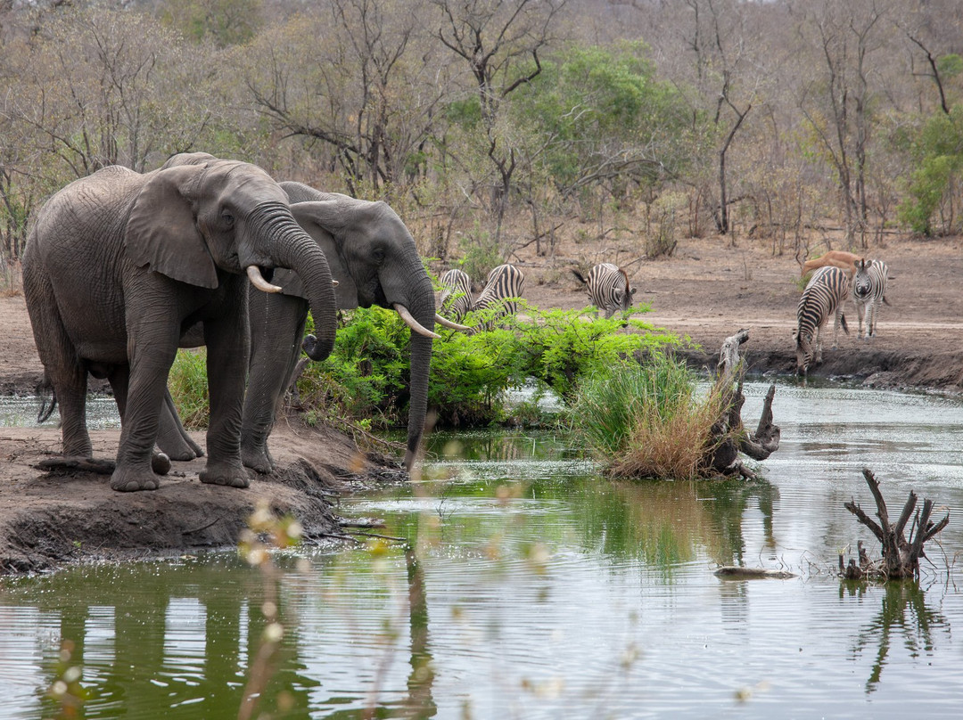 Honeyguide Khoka Moya & Mantobeni Camps主图