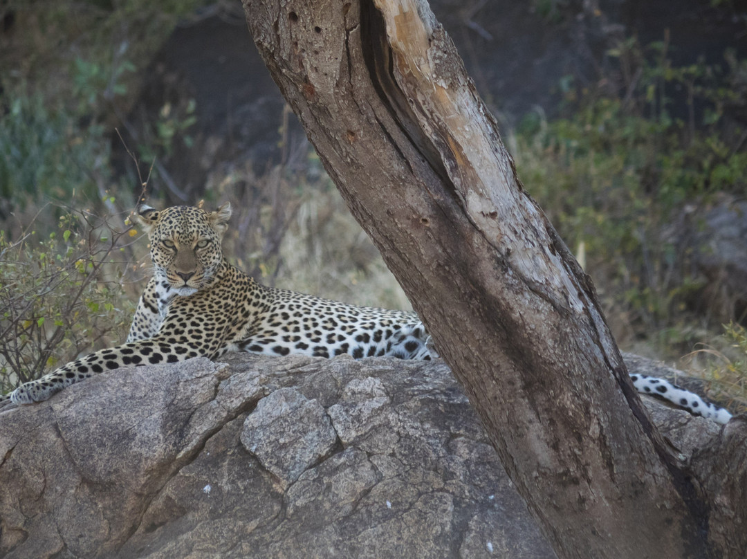 Jumbo Kenya Safaris景点图片