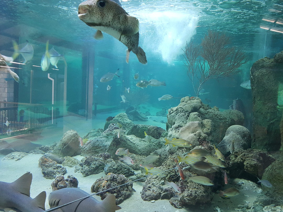 Rodadero Sea Aquarium and Museum景点图片