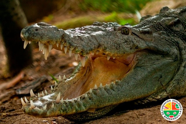 Zoológico De Barranquilla-Barranquilla必去景点