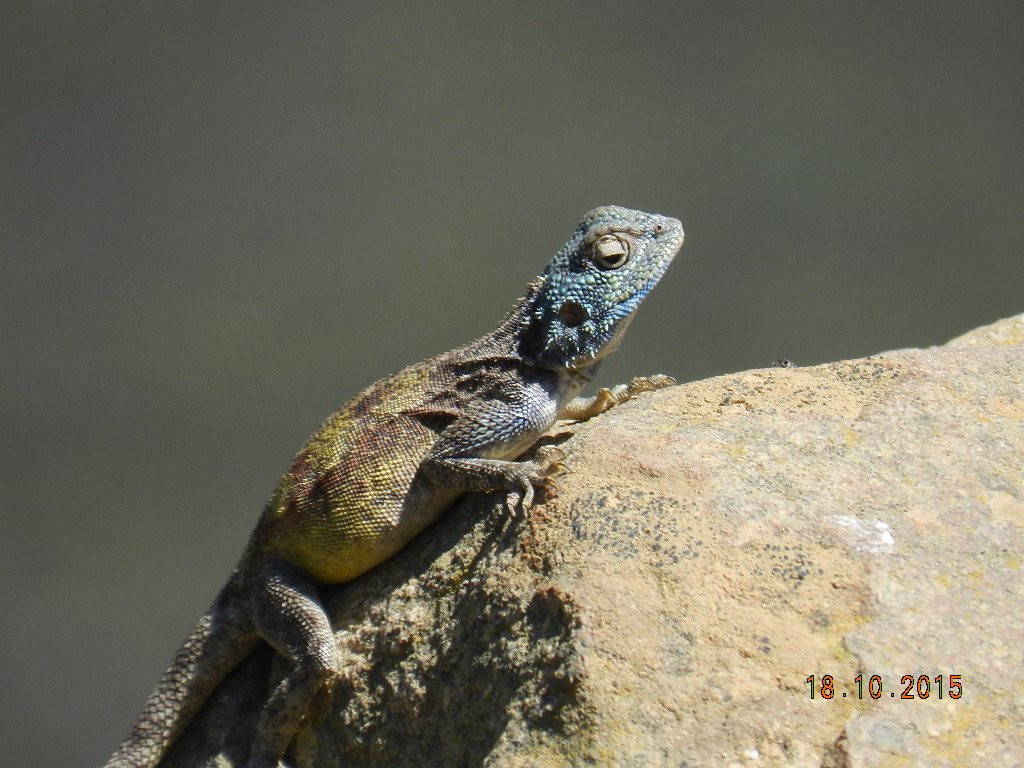 Middelberg Pass-Citrusdal必去景点