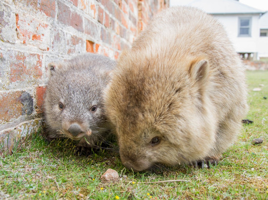 See Tasmania-霍巴特必去景点