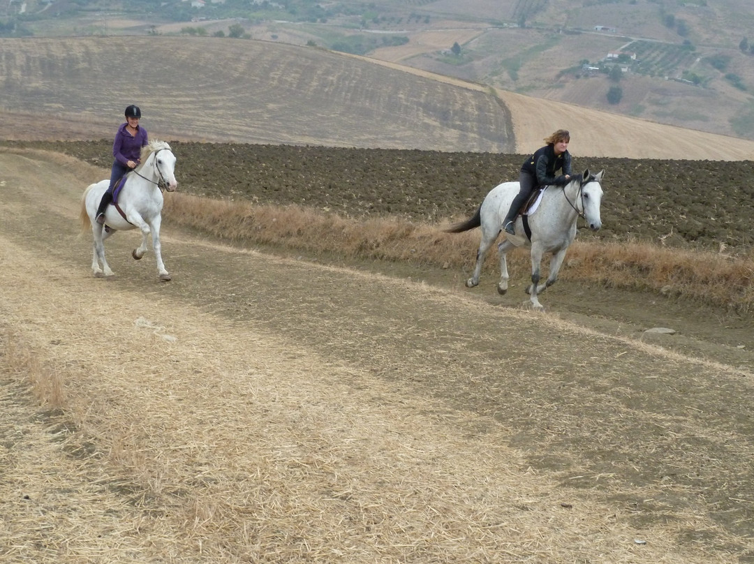Horse Riding at Pippa's Paddock景点图片