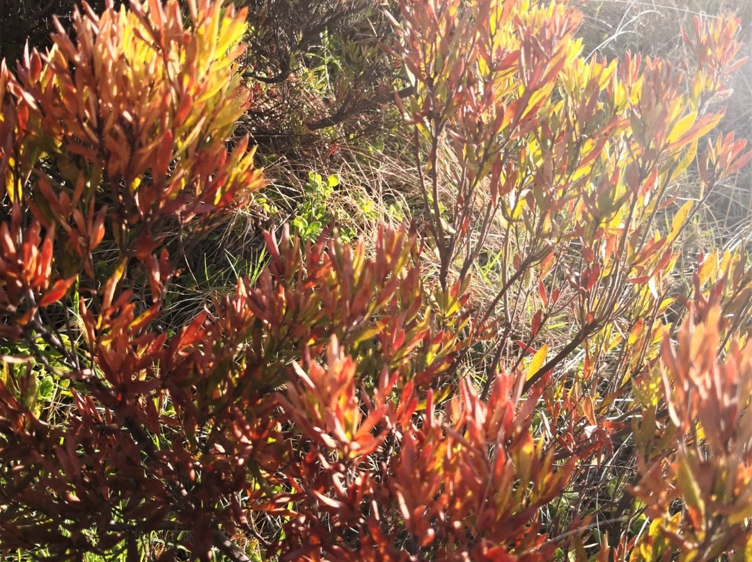 Shelly Beach-洛恩必去景点