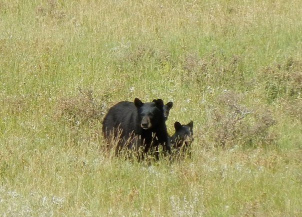 Sweet Grass (Dude) Ranch主图