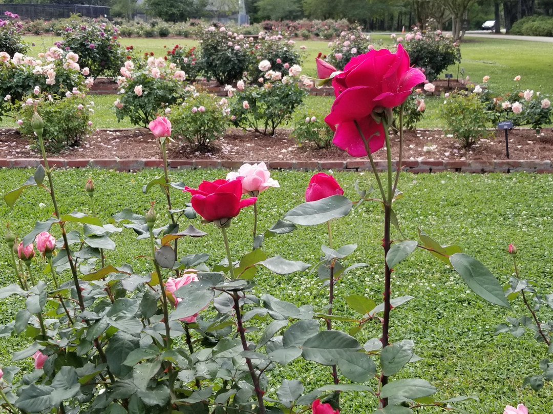 LSU AgCenter Botanic Gardens景点图片