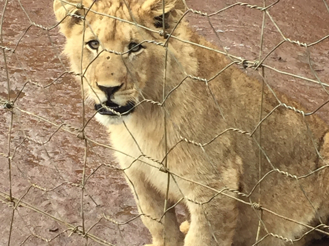 Boskoppie Lion & Tiger Reserve景点图片