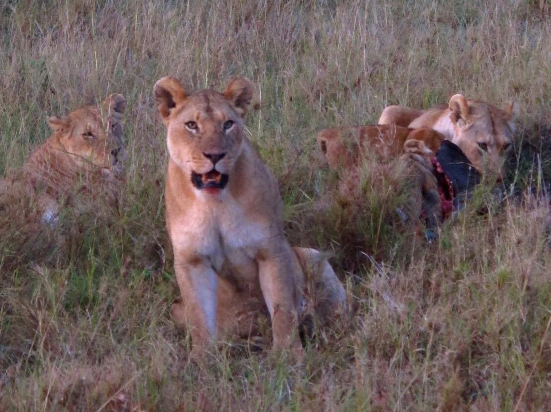 Mighty Safari-阿鲁沙必去景点