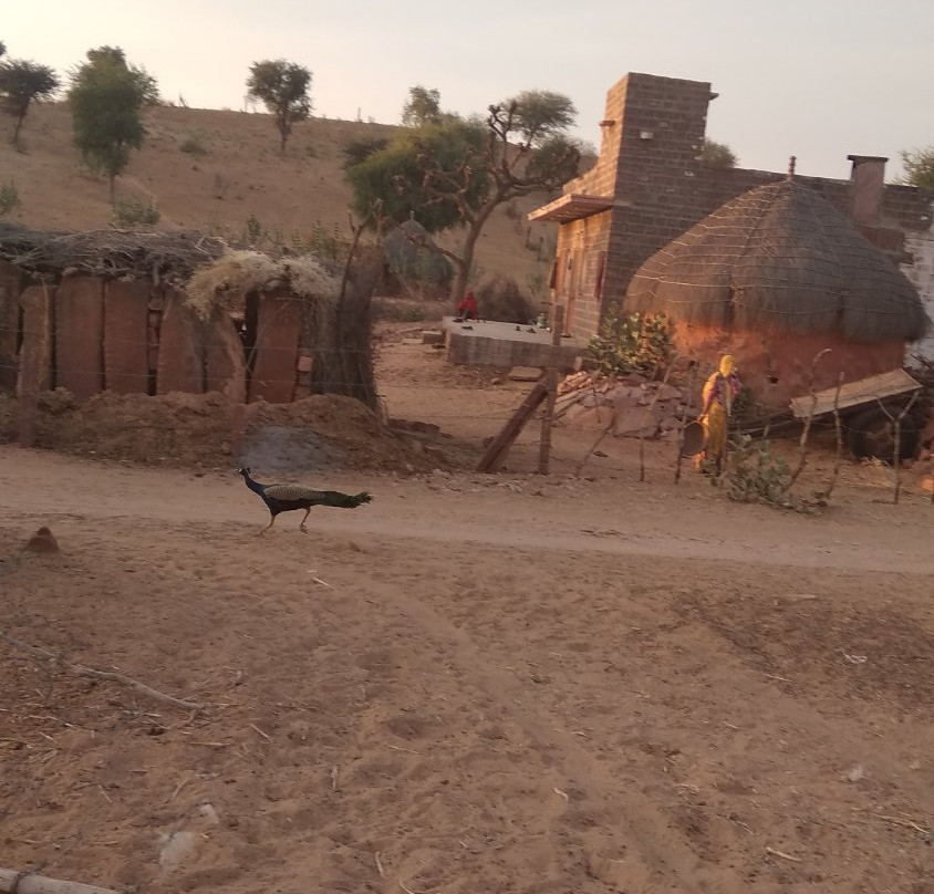 Jodhpur village jeep safari景点图片