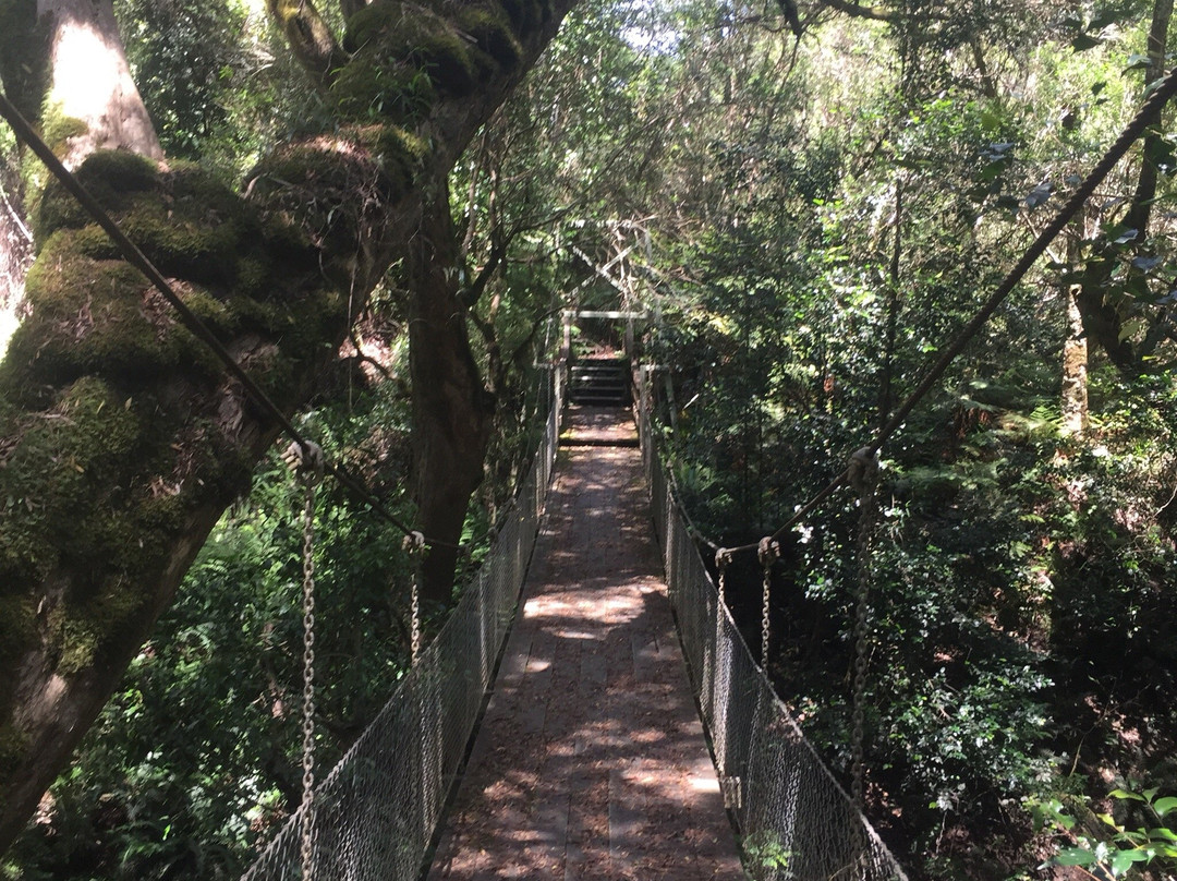 Mackenzie River Rainforest Walk景点图片