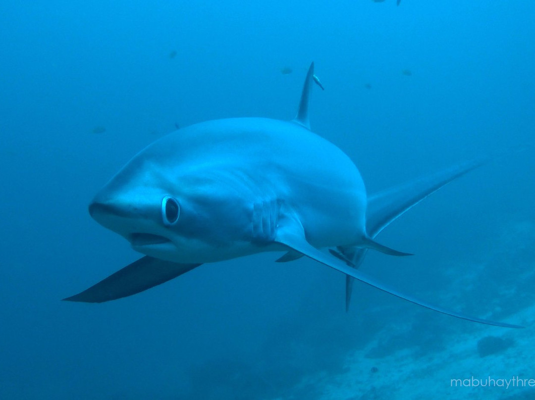 Mabuhay Thresher Dive Center景点图片