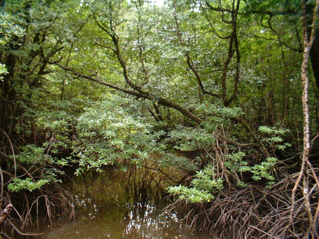 Pulau Selirong Forest Recreation Park景点图片