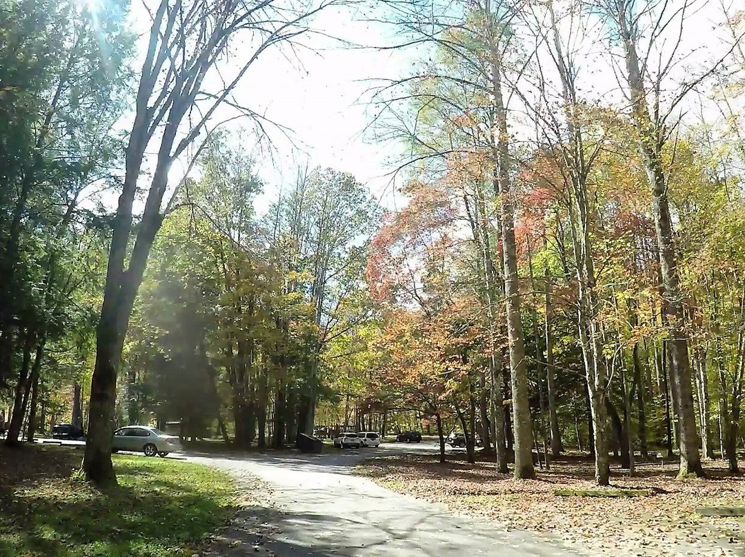 Collins Creek Picnic Area-大雾山国家公园必去景点