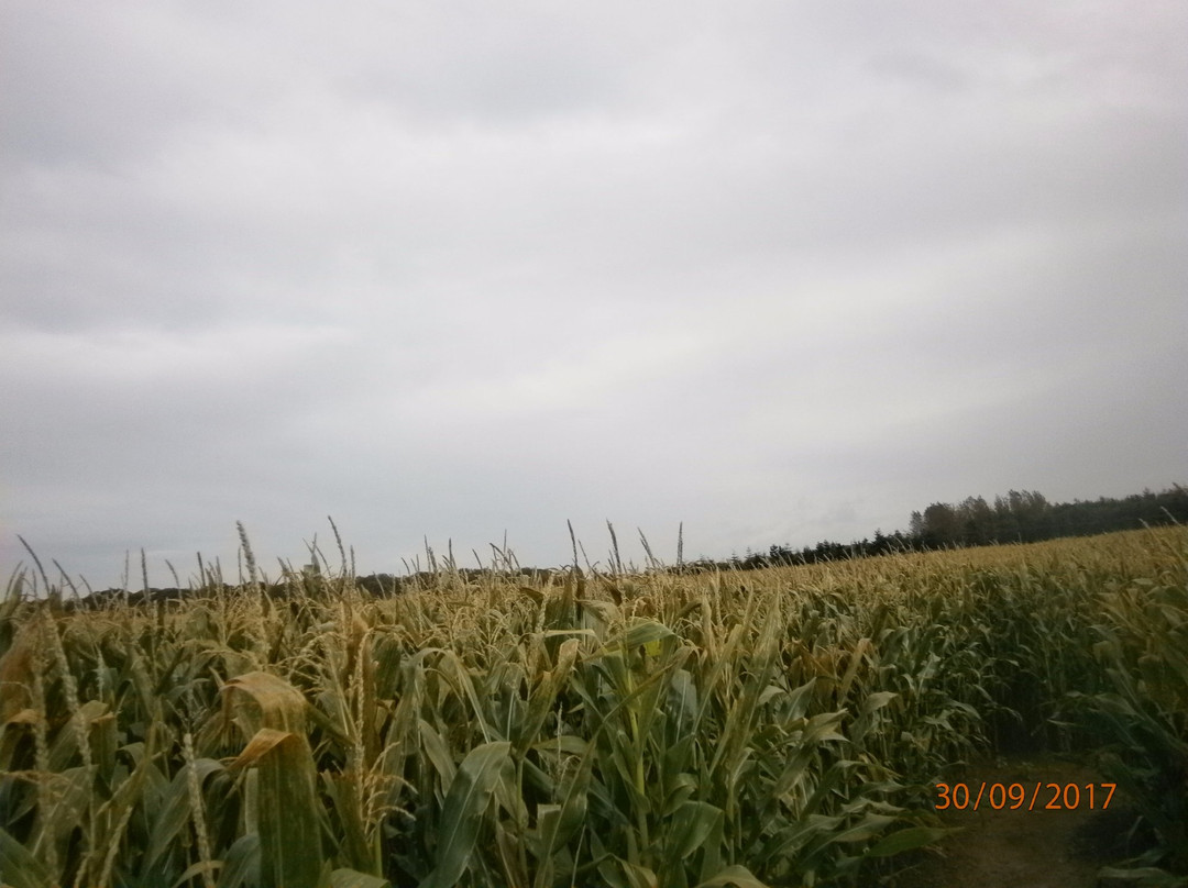 Singleton Maize Maze景点图片