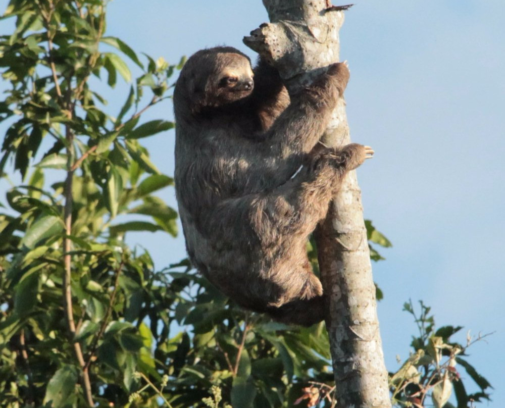 Área Protegida Municipal Curichi Cuajo-Buena Vista必去景点