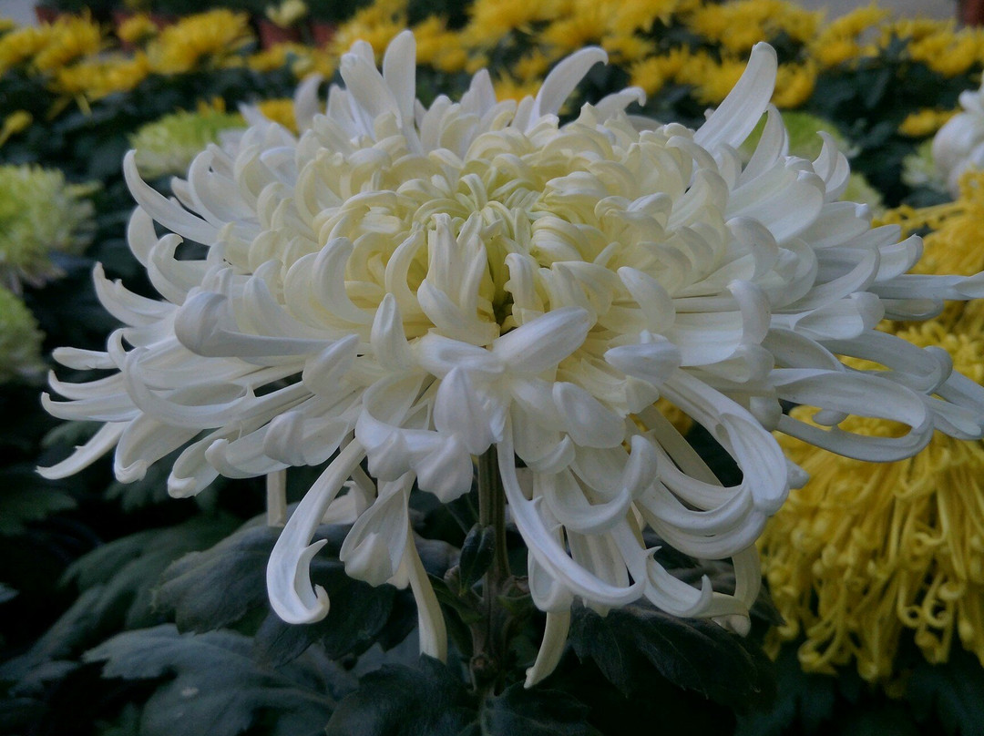 朝阳慕容街-朝阳市必去景点