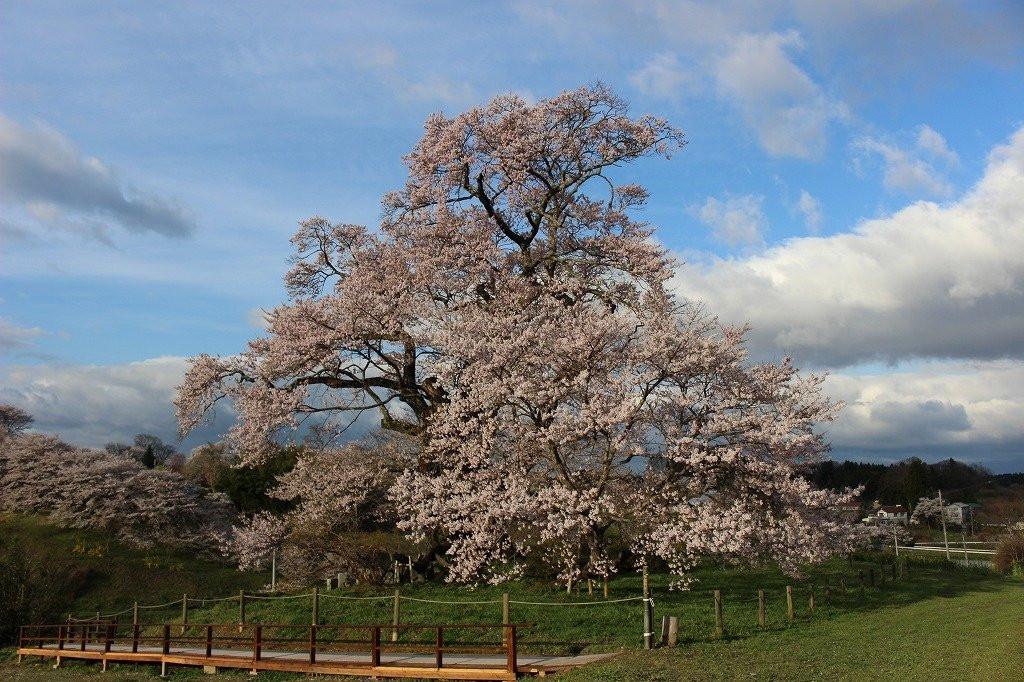 Shionosaki Cherry Blossoms-本宫市必去景点