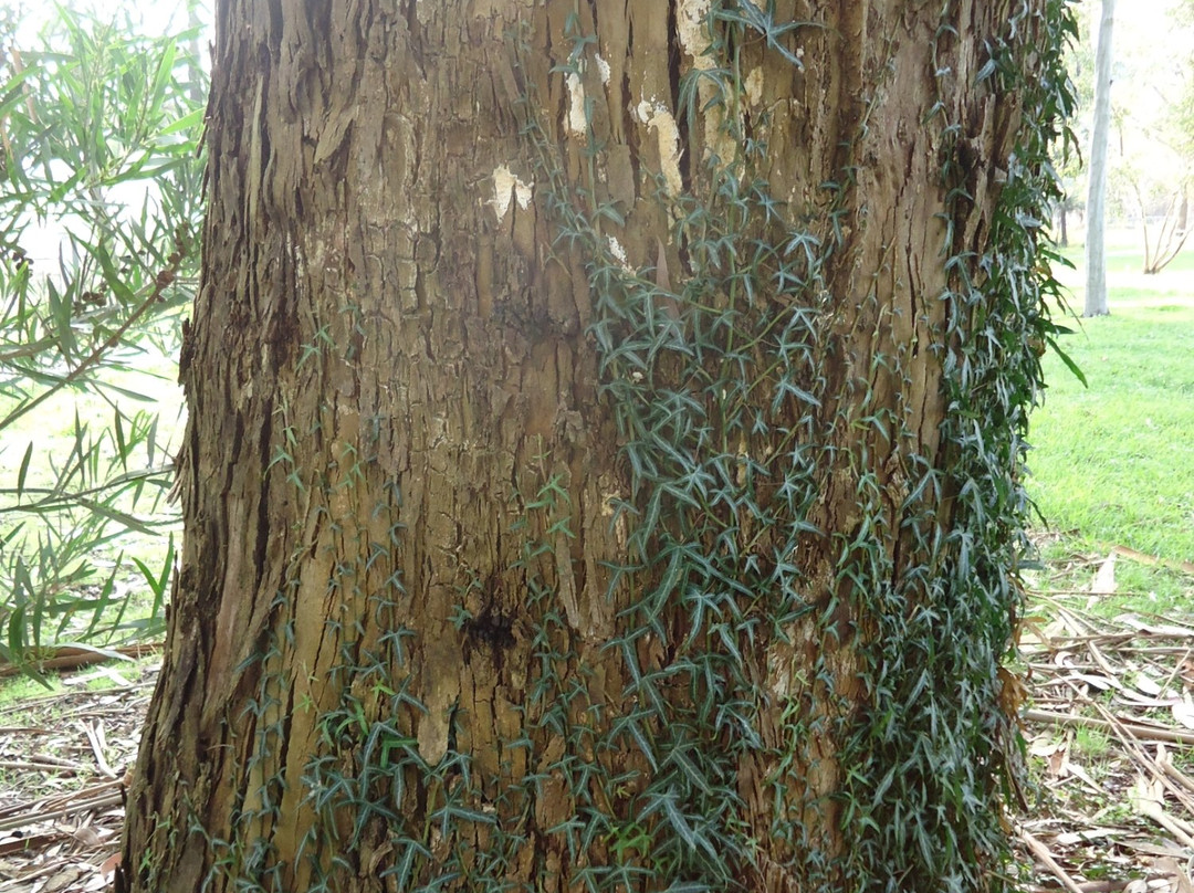 Rotary Park-沃拉格尔必去景点