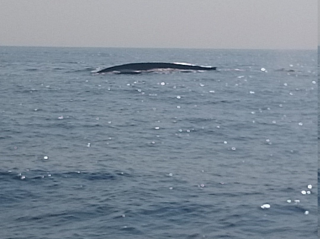 Mirissa Whale Watching Club-美蕊沙必去景点