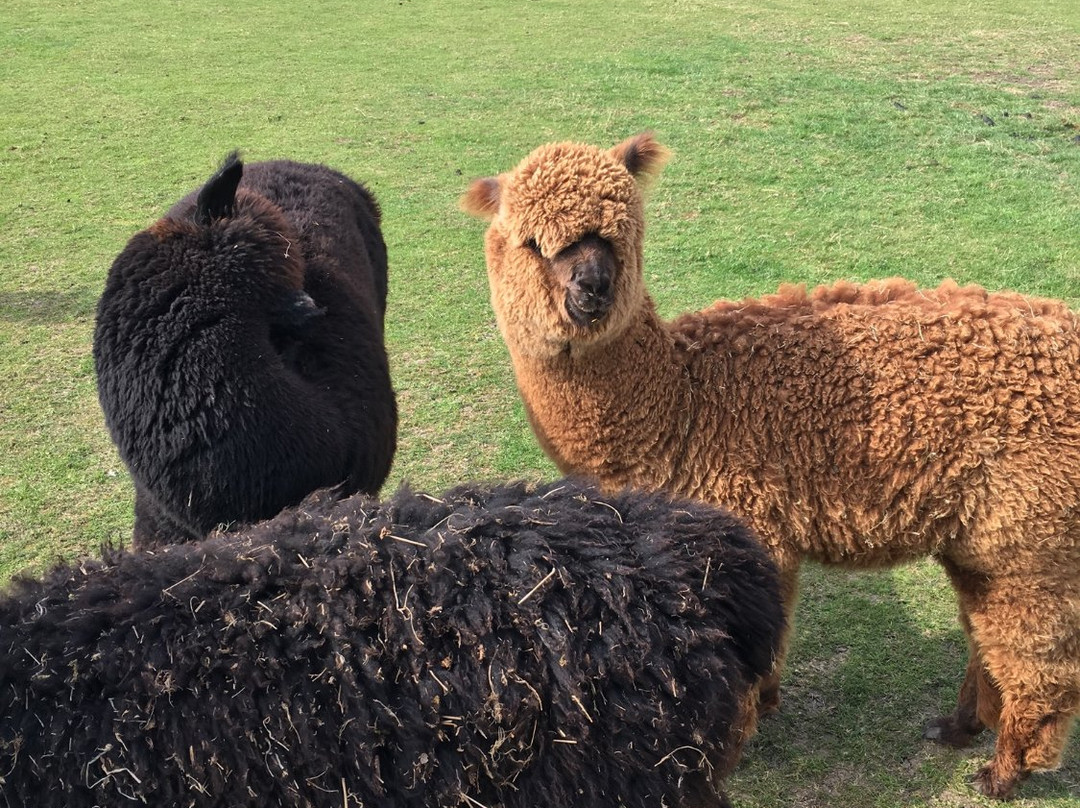 Butlers Farm Alpacas景点图片