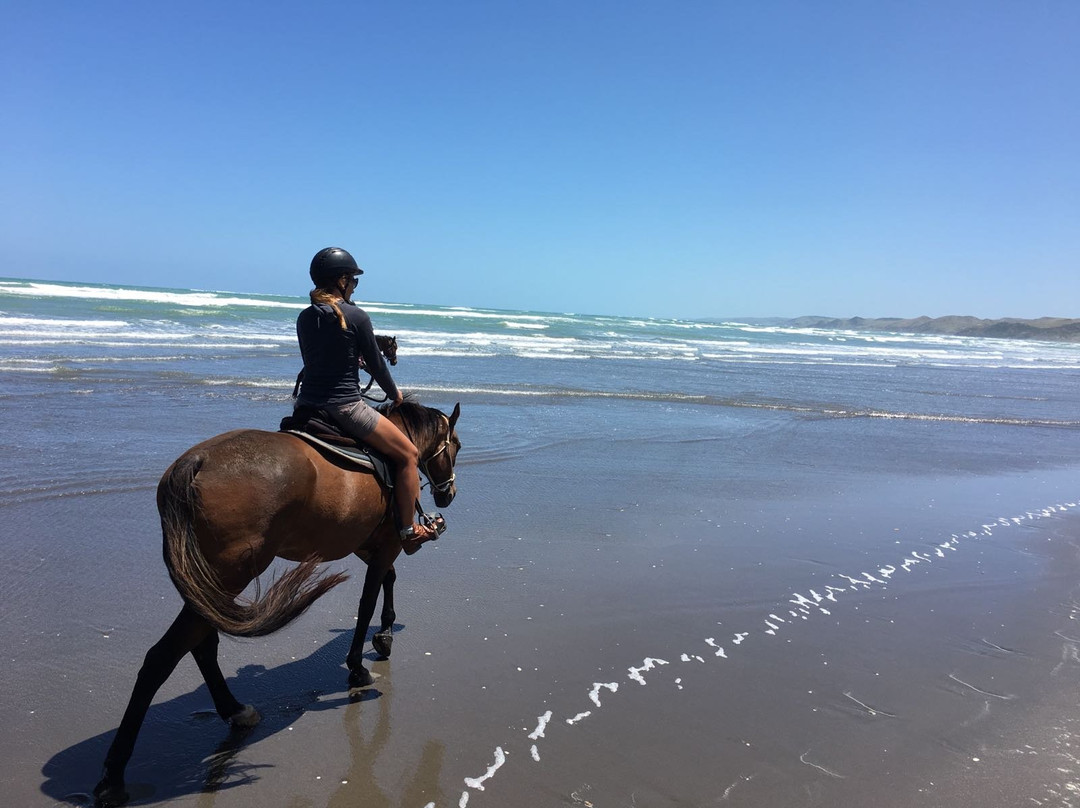 Surf & Turf Horse Riding Raglan-拉格伦必去景点