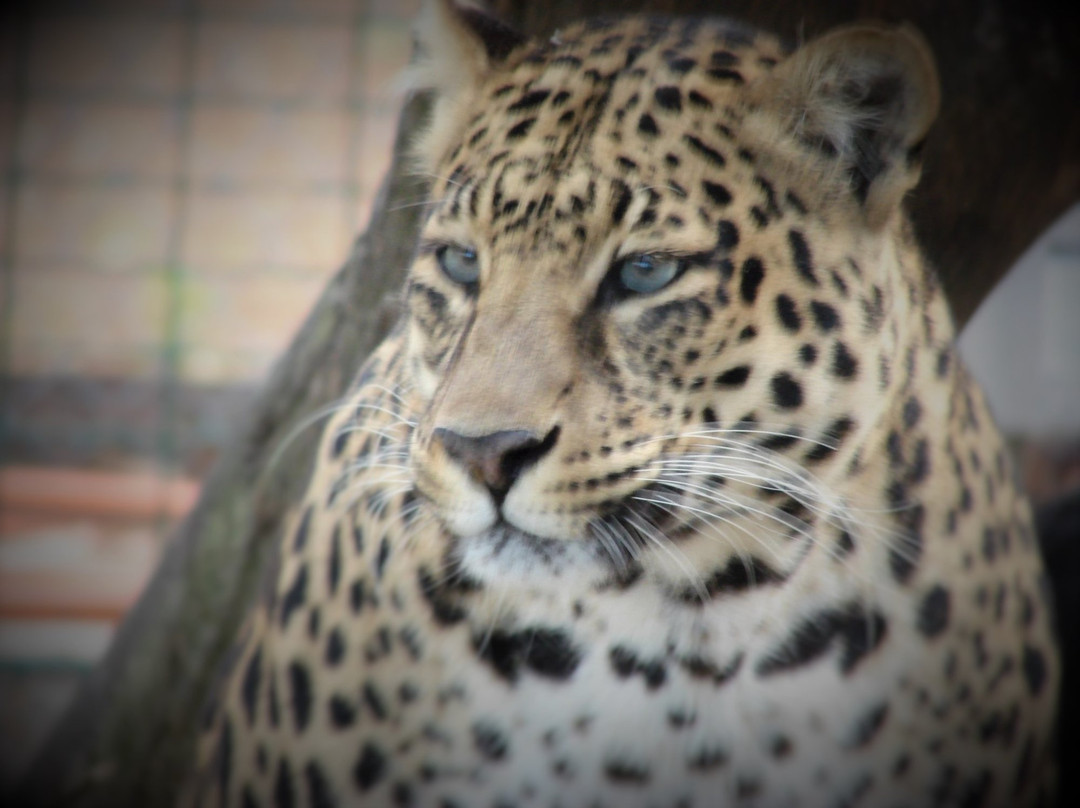 Mystic Jungle Educational Facility Inc-Live Oak必去景点