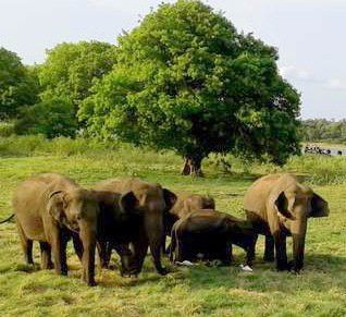 Sri Lanka Insider-科伦坡必去景点