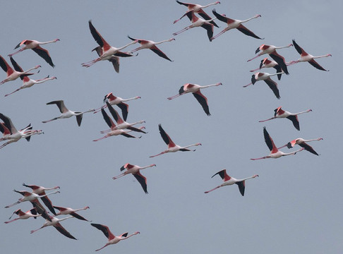 Birdwatching Spain-Grau de Gandia必去景点