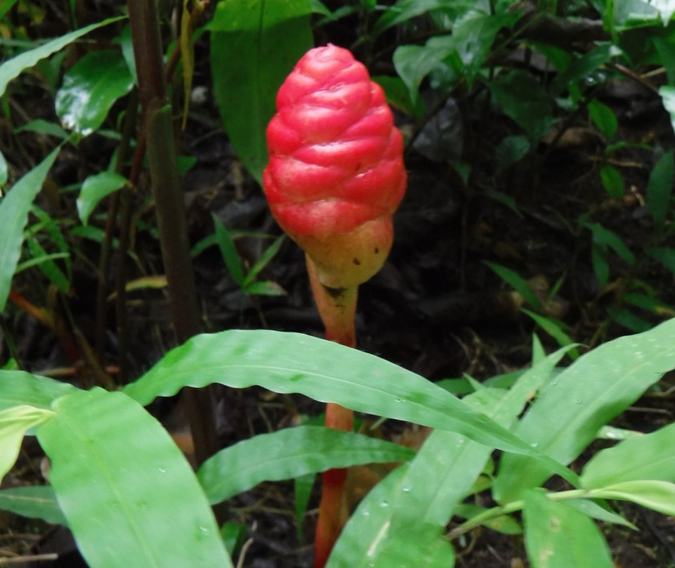 Hamama Falls-卡内奥赫必去景点