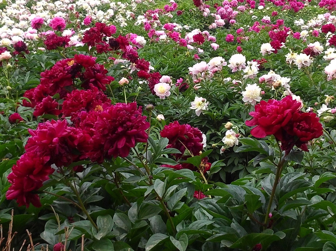 菏泽曹州牡丹园-曹县必去景点