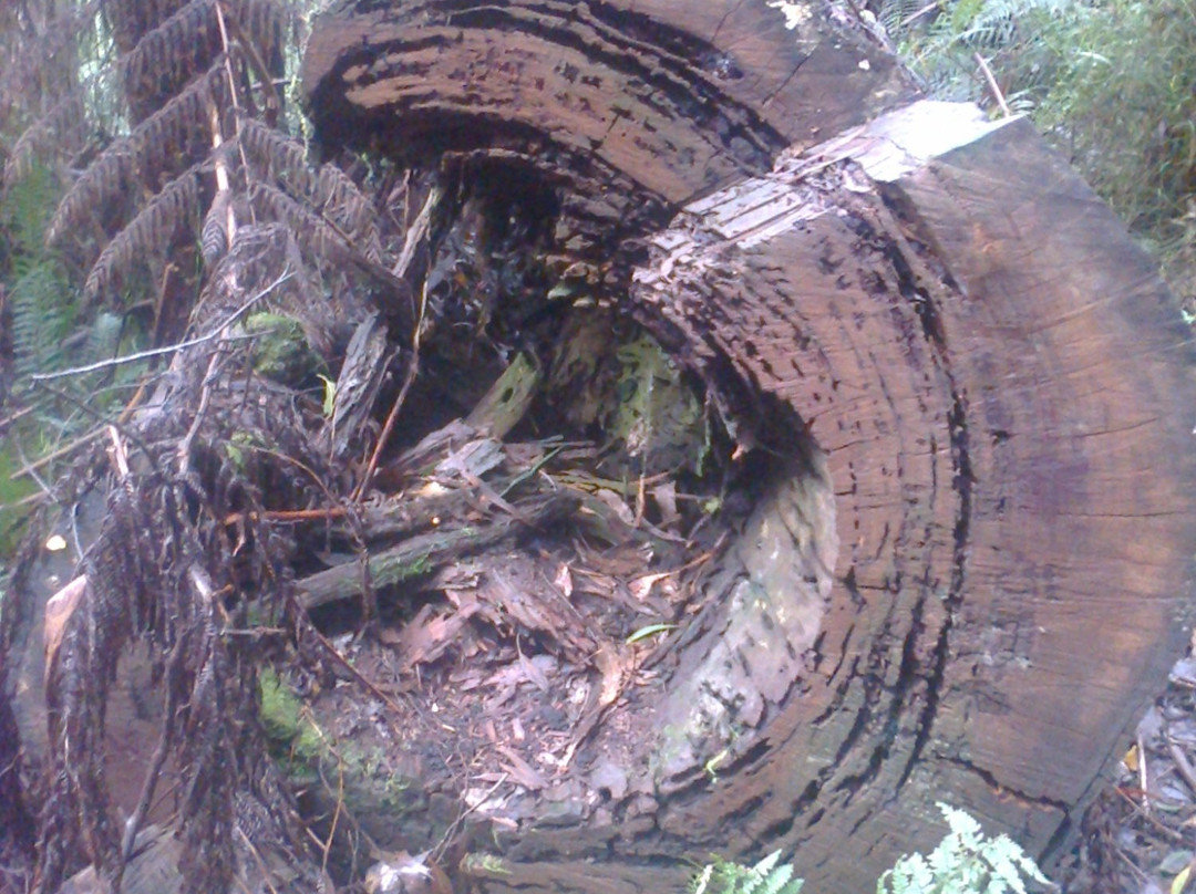 Cora Lynn Cascades Walk-洛恩必去景点