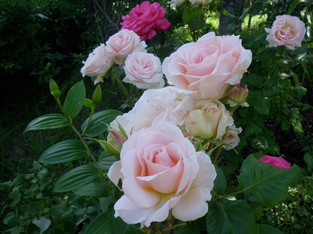 Royce Rose Garden景点图片