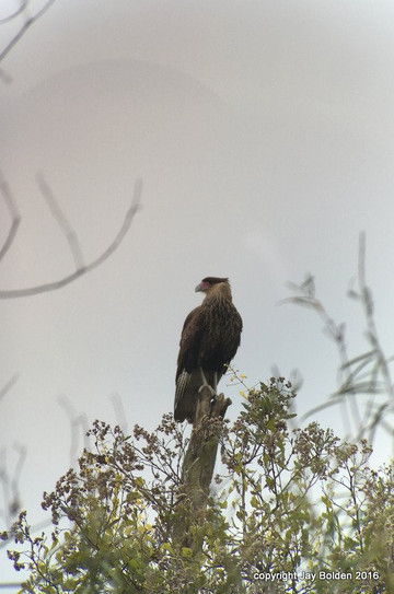 Birding Buenos Aires-布宜诺斯艾利斯必去景点