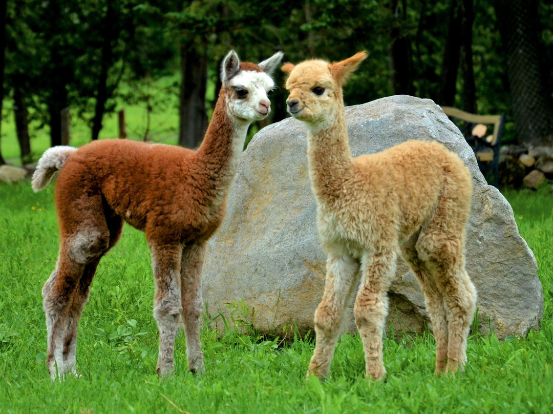 Alpagas Sutton-Sutton必去景点