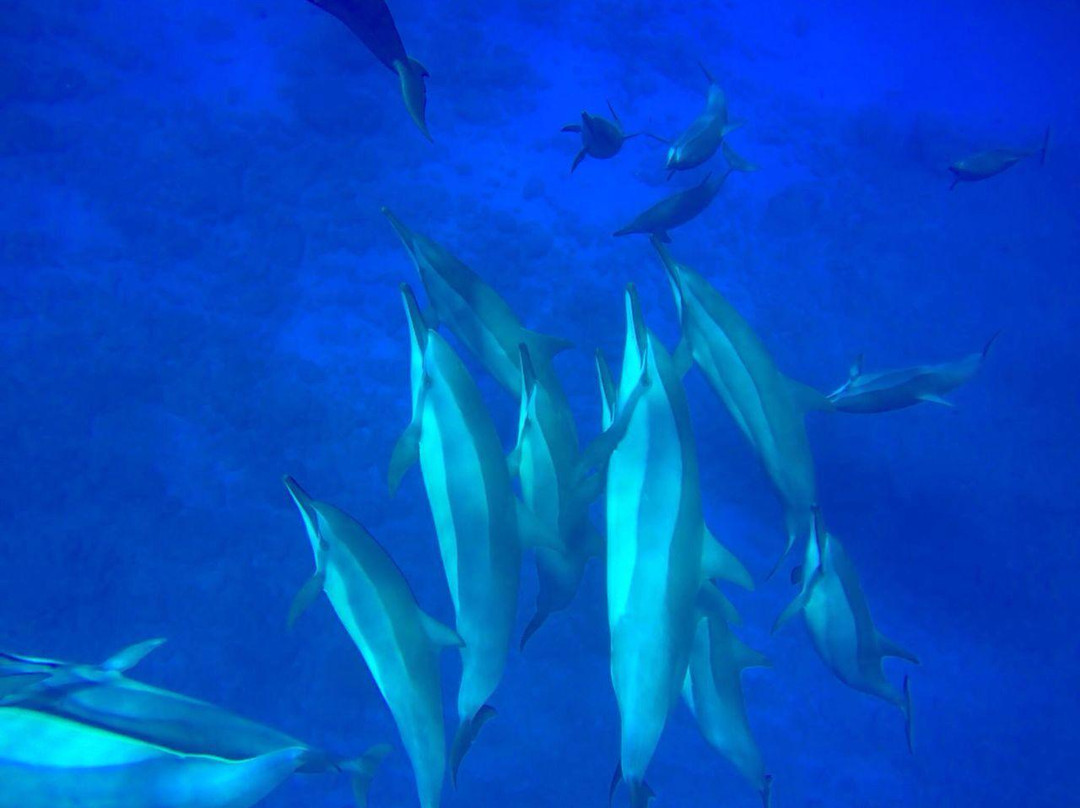Dolphin-Dream景点图片
