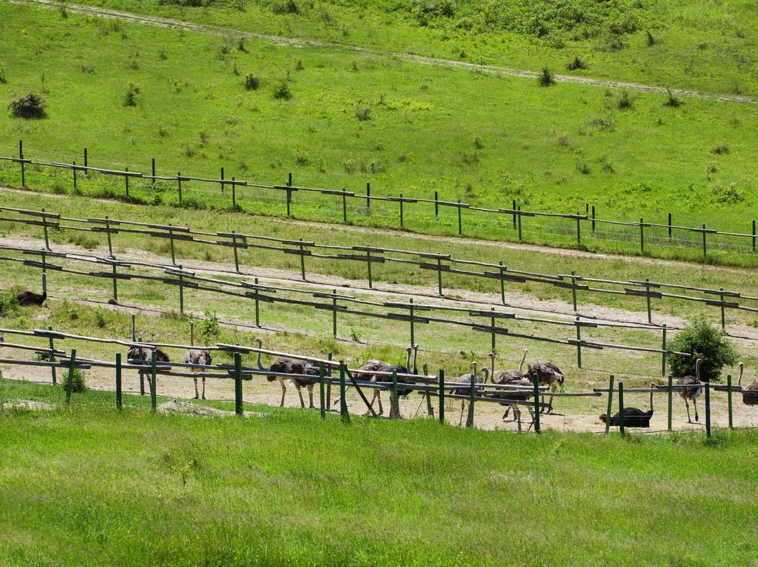 Ostrich Valley-瓦尔纳必去景点