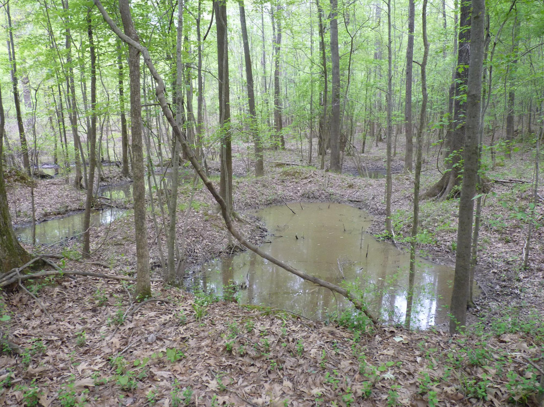 Congaree Creek Heritage Preserve-Cayce必去景点