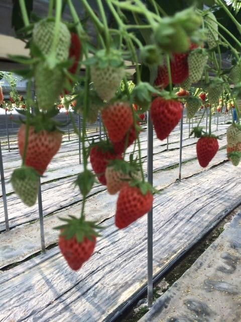 Yasuhara Strawberry Farm-仓敷市必去景点