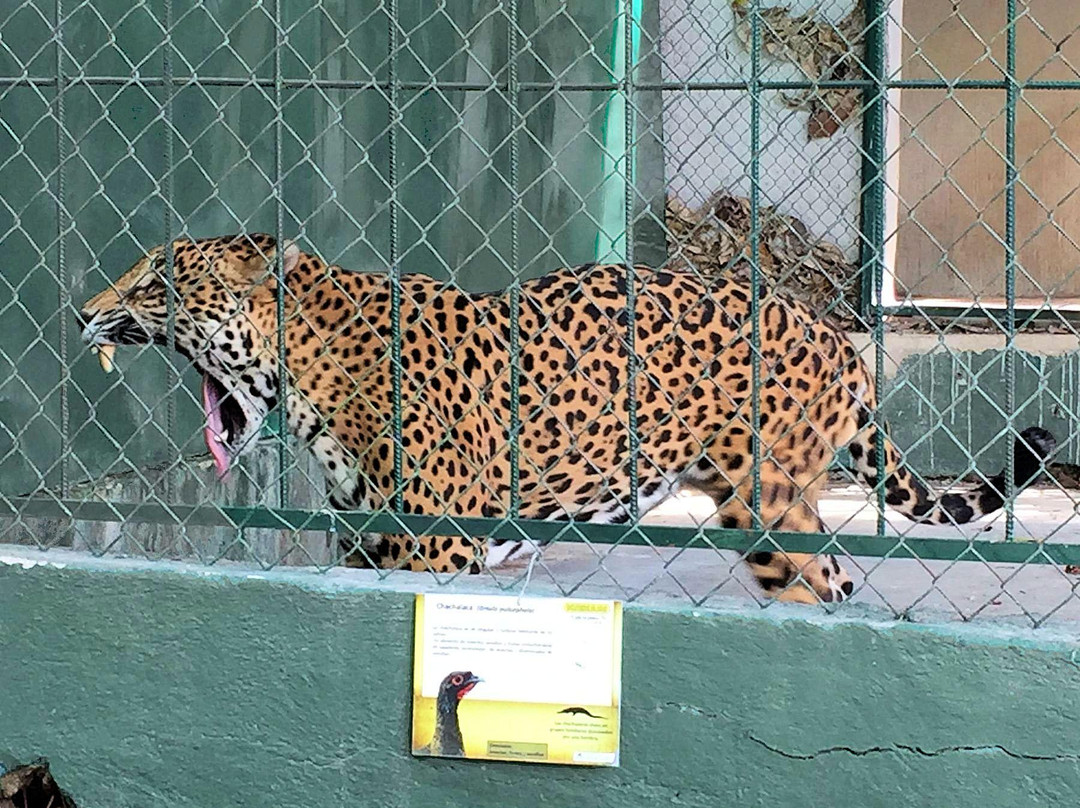 Cocodrilario Kiekari-San Blas必去景点