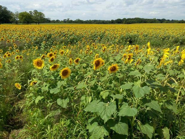 Batey Farms-默弗里斯伯勒必去景点