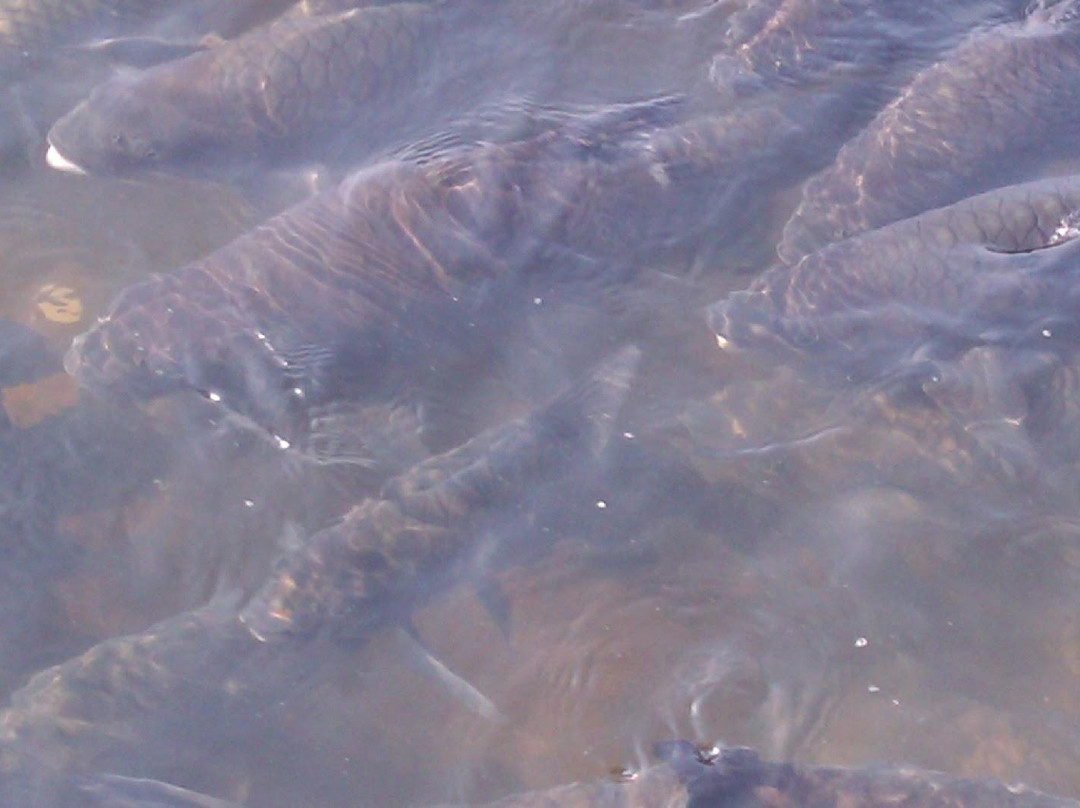 Shri Shringeri Shankar Math-Siddapur必去景点