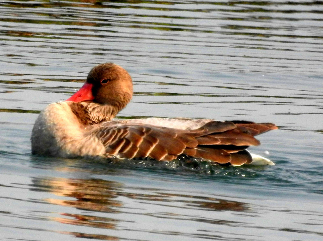 Bhindawas Wildlife  Sanctuary景点图片