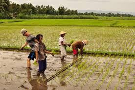 Kawah Ijen Inn主图